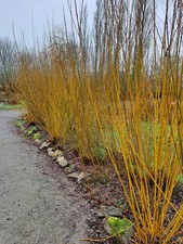 Golden Willow - 25 Cuttings