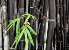 Phyllostachys Nigra (Black