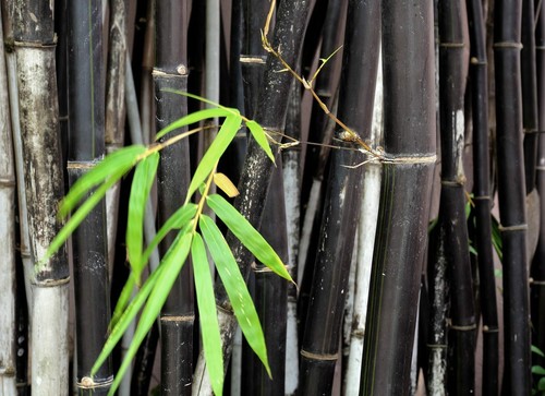 Phyllostachys nigra black - phyllostachys, (black