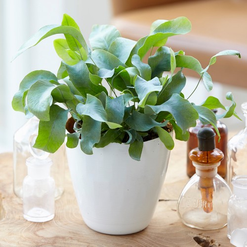 Phlebodium blue star - 1, |