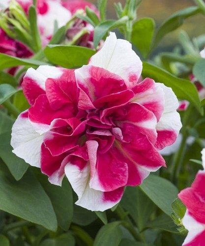 Petunia trailing double - petunia,
