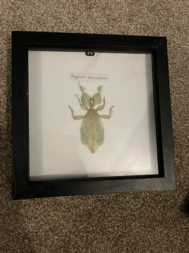 Real leaf insect medium - insect,