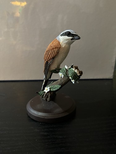 Country bird collection - bird,