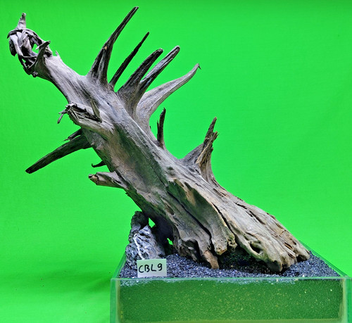 Large corbo root cbl9 - corbo,