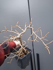 T4 Japanese Larch Bonsai Tree 