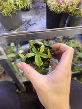 Nepenthes Boschina X Sanguinea