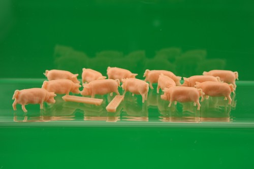 Animals pigs scale - oo, 13