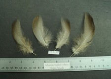 Two Pairs 3.5"/4"  Bronze Mallard Flanks Lot-SF 227