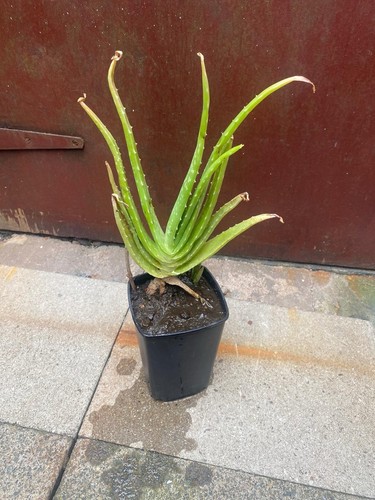 Aloe vera succulent plant - succulent,