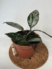 Hoya Carnosa Stardust