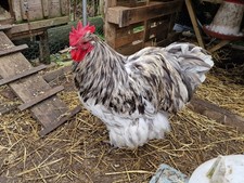 Black/Splash/Blue Orpington