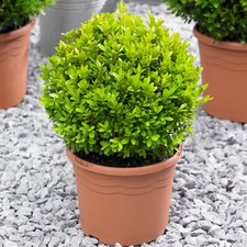 Buxus Ball 20cm Diameter