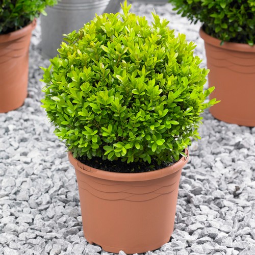 Buxus ball 20cm diameter - buxus,