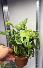 🪴Monstera Adansonii 'Swiss