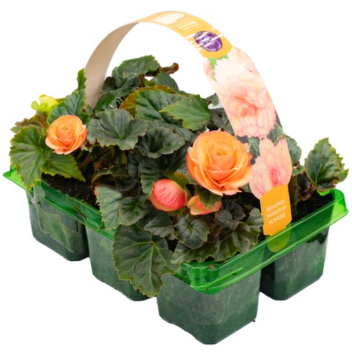 Begonia non stop - begonia, |
