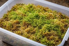 Sphagnum Moss Live, Fresh, 1L