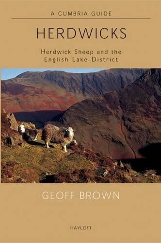Herdwicks herdwick sheep - herdwick, and
