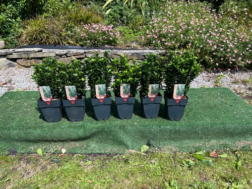 Euonymus hedging plants - x,