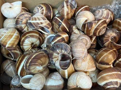 Escargot shells empty - escargot,