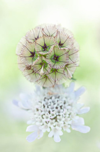 10 scabious stellata - or,