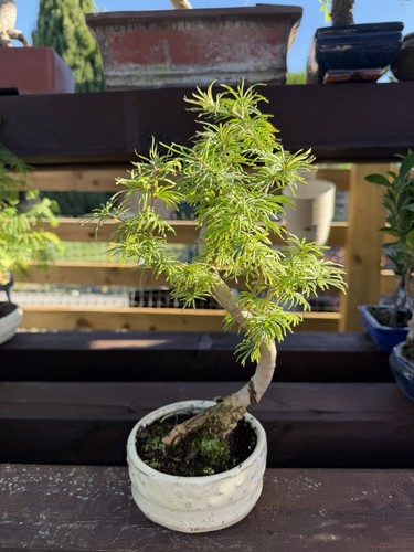 Picea bonsai tree - picea,