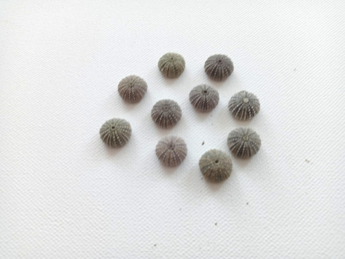 Tiny green baby sea - tiny, urchins