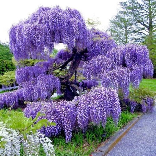 Blue rain wisteria bonsai tree - blue,