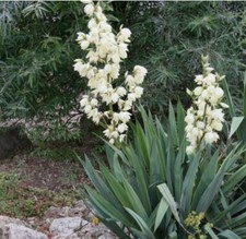 Yucca filamentosa plant - yucca,