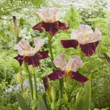 Iris germanica Cranberry Swirl