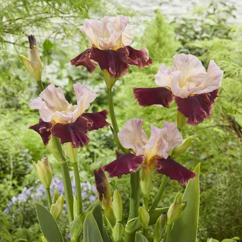 Iris germanica cranberry swirl - iris,