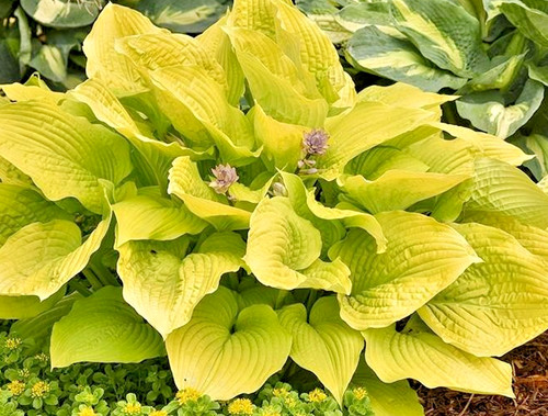 Hosta shadowland coast to - hosta,