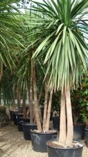 Cordyline Australis - 50 seeds
