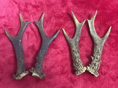 Pairs roe deer antlers - 2,