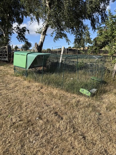 Omlet eglu cube chicken coop - chicken,