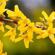 Forsythia x Intermedia Mini Gold Deciduous Shrub Yellow Flowers Multiple Sizes
