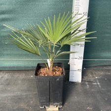 Trachycarpus var. nainital   X