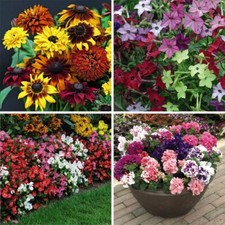 T&M Summer Plugs Annual