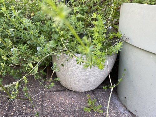 Xgrey concrete bowl planters - xgrey,