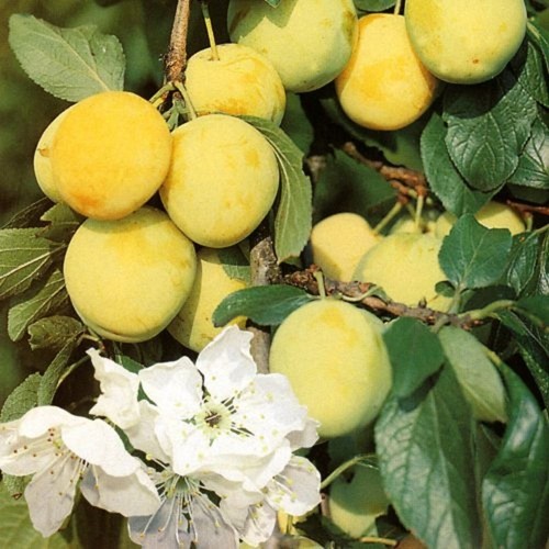 Patio dwarf oullins golden - dwarf,