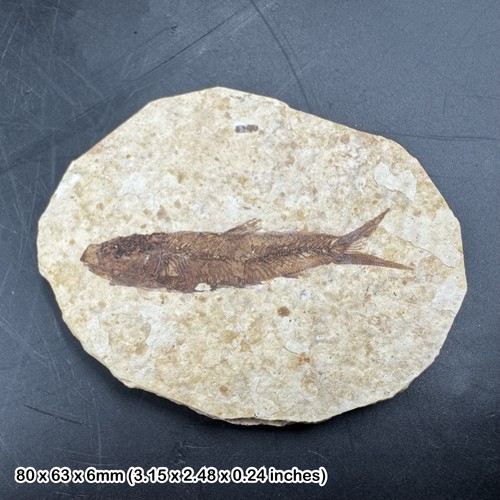 Eocene fossil fish matrix - fossil,