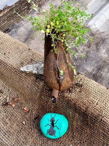 Soleirolia soleirolii - soleirolia,