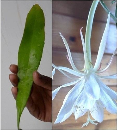 Queen the night cactus - of,