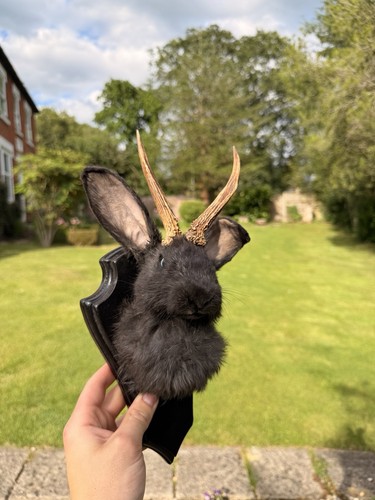 Jackalope taxidermy shoulder - taxidermy,