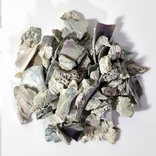 Natural crushed abalone pieces - natural,