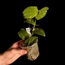 Rhaphidophora korthalsii