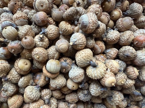 Black oak acorns - acorns, for