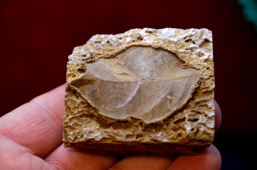 Amazing rare fossil - #9, &