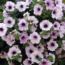 x3 Petunia Surfinia Blue Vein
