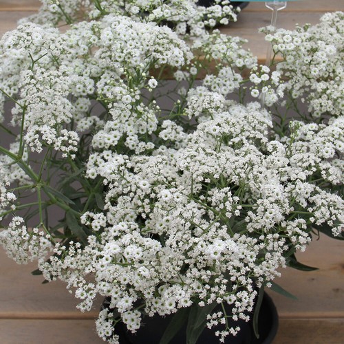Gypsophila starflakes - gypsophila,