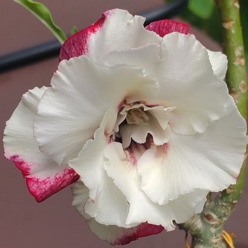 Desert rose adenium obesum - desert,